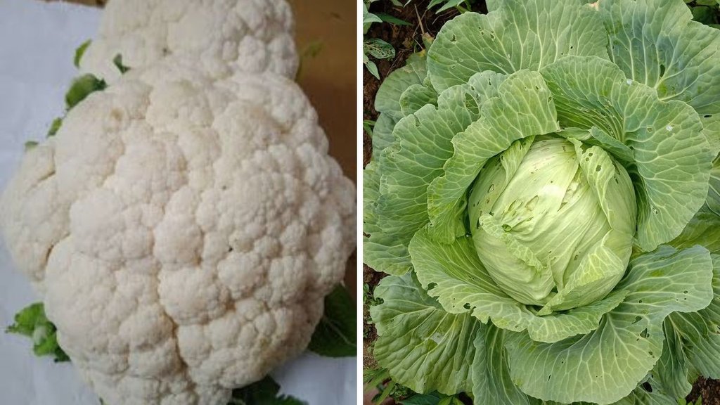 cabbage and cauliflower, gobhi se kide kaise nikale, remove insects from cabbage, remove insects from cauliflower