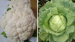 मानसून में आप भी खाते हैं फूलगोभी और पत्तागोभी? इन 5 टिप्स से तुरंत निकलेंगे अंदर छिपे कीड़े