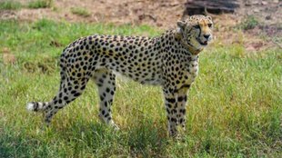 cheetah news | project cheetah | madhya pradesh | kuno national park