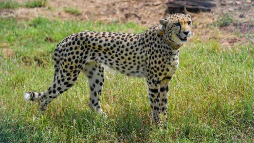 cheetah news | project cheetah | madhya pradesh | kuno national park