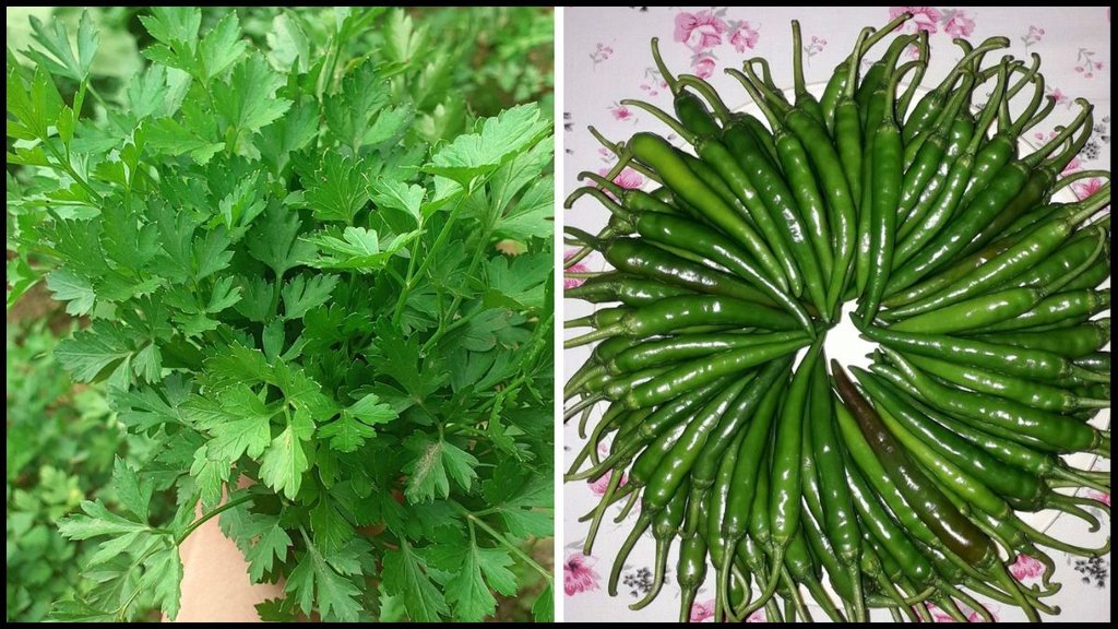 green chillies ,  coriander ,  hari mirch