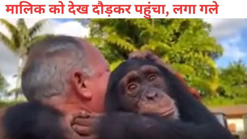 Chimpanzee Viral Video, chimpanzee got emotional