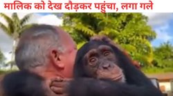 मालिक से बिछड़कर बीमार हो गया चिंपांजी, दोबारा देखते ही गले से लिपटकर लगा रोने, Viral Video देख आंखों में आ जाएंगे आंसू