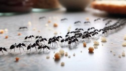 घर से चींटी को भगाने के तरीके, रसोई से लेकर बालकनी में बस करें ये उपाय