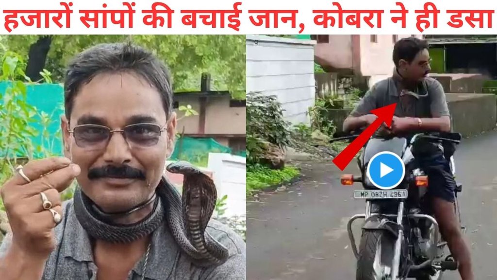 Cobra Viral Video, mp guna snake catcher cobra video