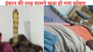 snake viral video, viral video, cobra viral video