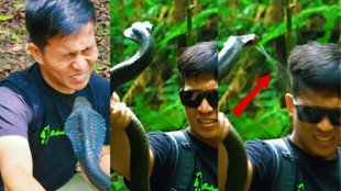 snake, snake viral video, cobra viral video