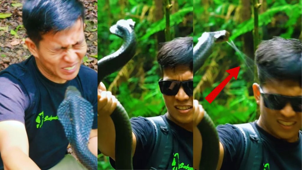 snake, snake viral video, cobra viral video