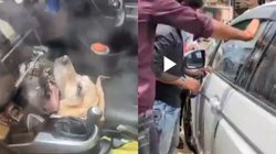 कार में पालतू कुत्ते को बंद कर वृंदावन मंदिर में पूजा करने गया परिवार, डॉगी का हुआ ये हाल, Viral Video देख फट जाएगा कलेजा