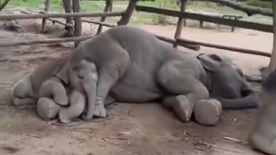 elephant viral video| elephant, viral video
