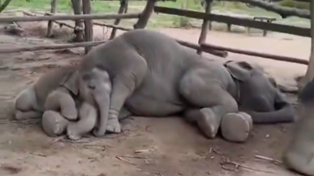 elephant viral video| elephant, viral video