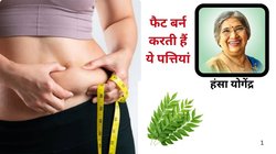 पेट की चर्बी को कंट्रोल करेगा ये पत्ता, सिर्फ रोज़ 5 पत्ते चबा लीजिए, बैली फैट निकल जाएगा और कमर हो जाएगी पतली