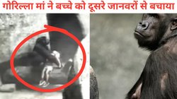 चिड़ियाघर के बाड़े में गिरा बच्चा हुआ बेहोश, गोरिल्ला मां ने सीने से लगाकर गोद में लिया और…भावुक कर रहा Viral Video, चौंके लोग
