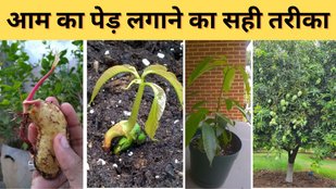 How to grow mango tree fast | guthali se kaise lagaye aam ka ped | aam ka ped lagane ka sahi tarika | aam ka ped kaise lagaye