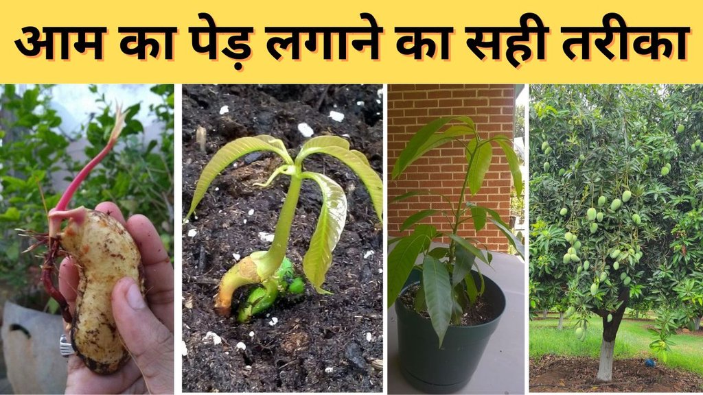 How to grow mango tree fast | guthali se kaise lagaye aam ka ped | aam ka ped lagane ka sahi tarika | aam ka ped kaise lagaye