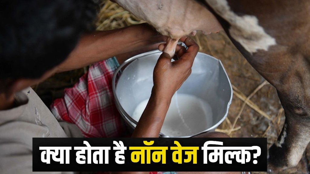 indian america trade deal | non veg milk | trump tarrif |