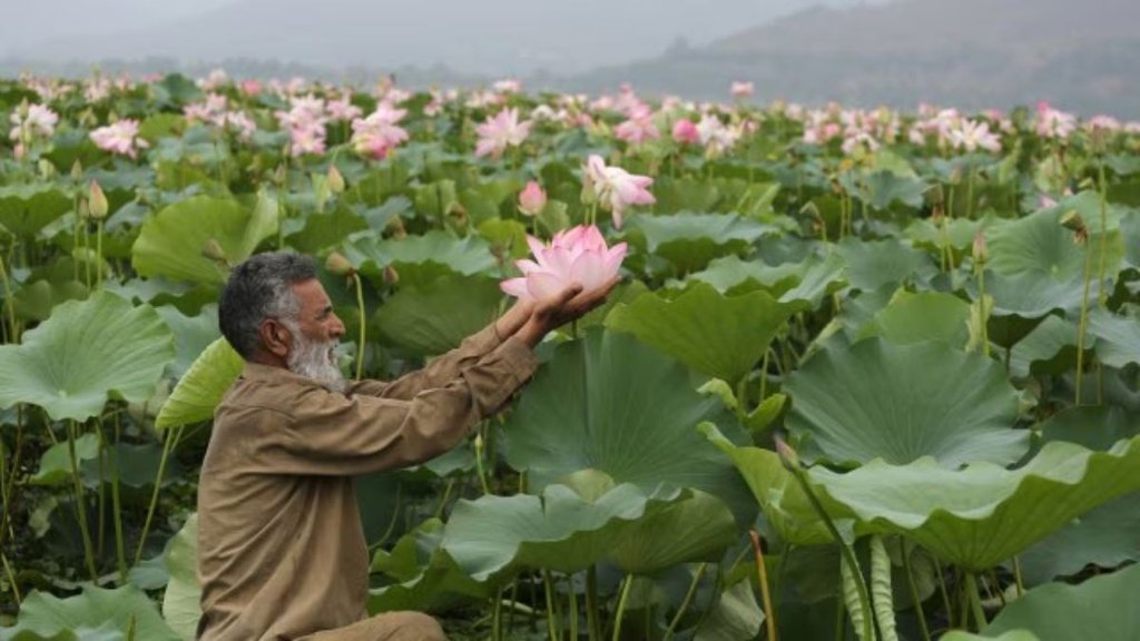 Wular Lake, Wular Lake Kashmir, Kashmir lotus revival, Bandipora,
