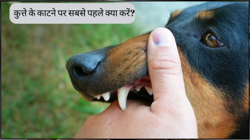 First Aid For Dog Bite, Kutta kat le to kya kare, kutta kate to kya karein, brijesh solanki