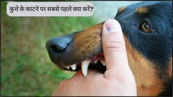 कुत्ता काटे तो इतने घंटे में लगवा लें इंजेक्शन, नजरअंदाज करना हो सकता है जानलेवा, जानिए शरीर पर क्या होते हैं रिएक्शन