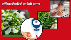 खाली पेट इन 2 पत्तों को चबा लें, ब्लड शुगर और ब्लड प्रेशर दोनों हो जाएंगे काबू, आचार्य बालकृष्ण ने बताया इसे अचूक इलाज