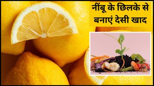 homemade fertilizer, Lemon peel homemade fertilizer , Lemon peel