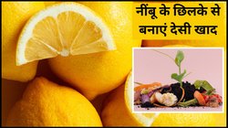 पौधों में जान डाल देगा नींबू का छिलका, फेंकने की बजाय इस तरह बनाएं देसी खाद