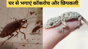 How to get rid of cockroaches, Get Rid of Cockroaches and Lizards