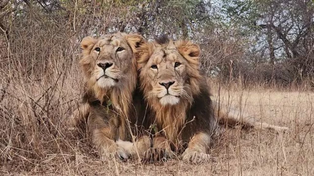 Jay and Veeru lions, Gir National Park, famous lion pairs,