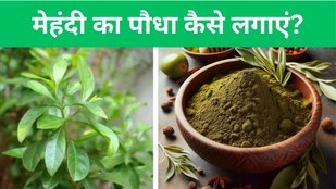 mehndi | mehndi plant | mehndi plant on terrace garden