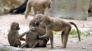 monkey died news
