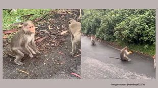Monkey viral video, US vlogger robbed by monkeys, Monkey steals food in Kodaikanal