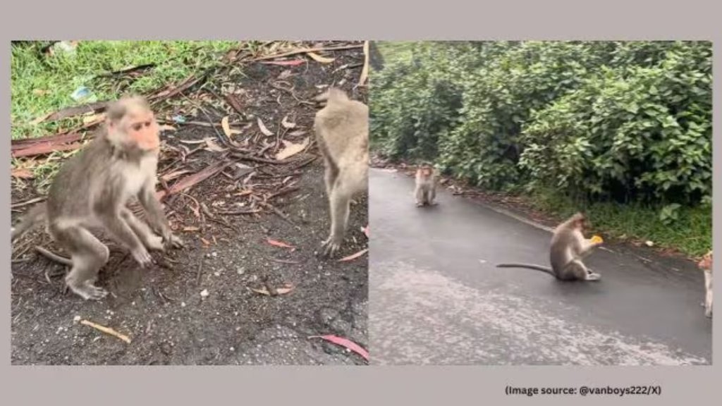 Monkey viral video, US vlogger robbed by monkeys, Monkey steals food in Kodaikanal