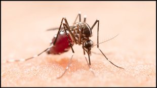 mosquito refill, mosquito refill homemade, mosquito refill kaise banaye