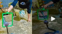 Nagin Viral Video: कांच को देखकर अपने असली रूप में आई नागिन, शख्स ने सांप के सामने आईना रखकर किया ये दावा, देखें