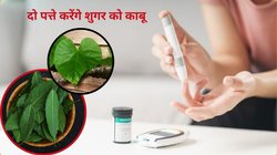 डायबिटीज का काल है नीम और गिलोय के पत्ते, सुबह उठते ही खाली पेट सिर्फ 2 लीव्स चबा लें, Blood Sugar हो जाएगा नॉर्मल