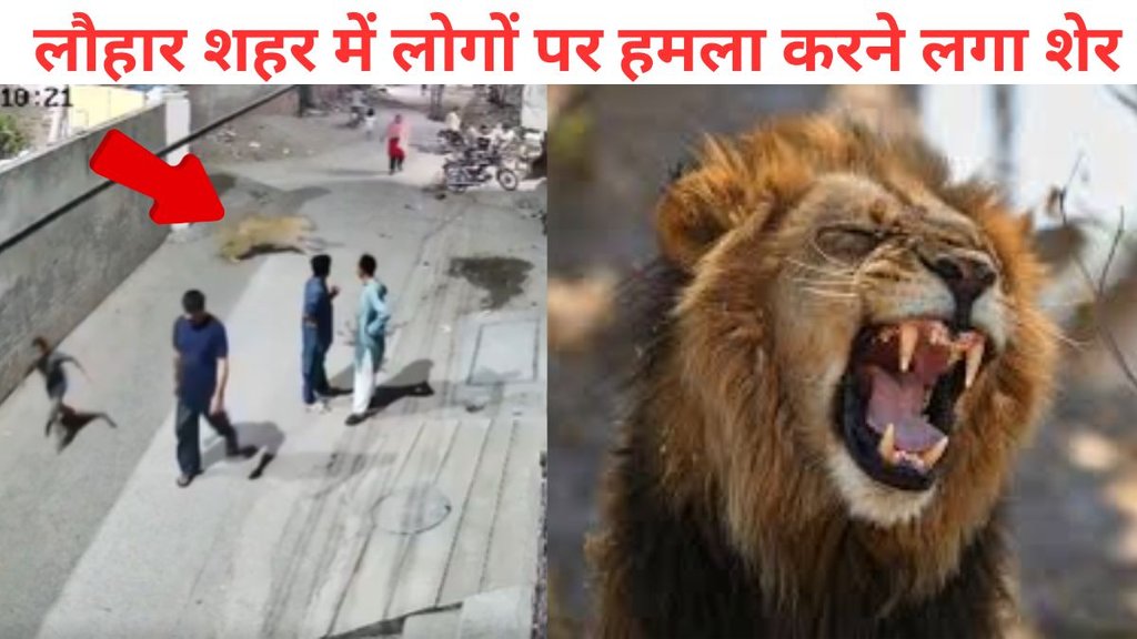 Pakistan, Pakistan viral video, lion viral video,