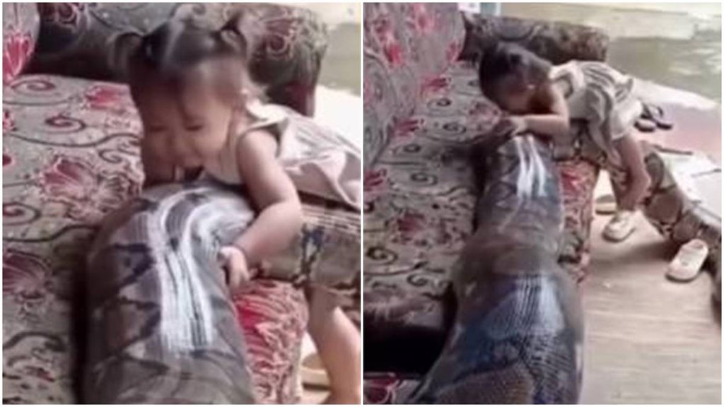 python viral video, python news, python little gir