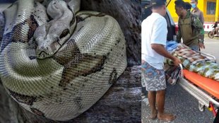 Python swallows Man, 26 foot python swallows old farmer