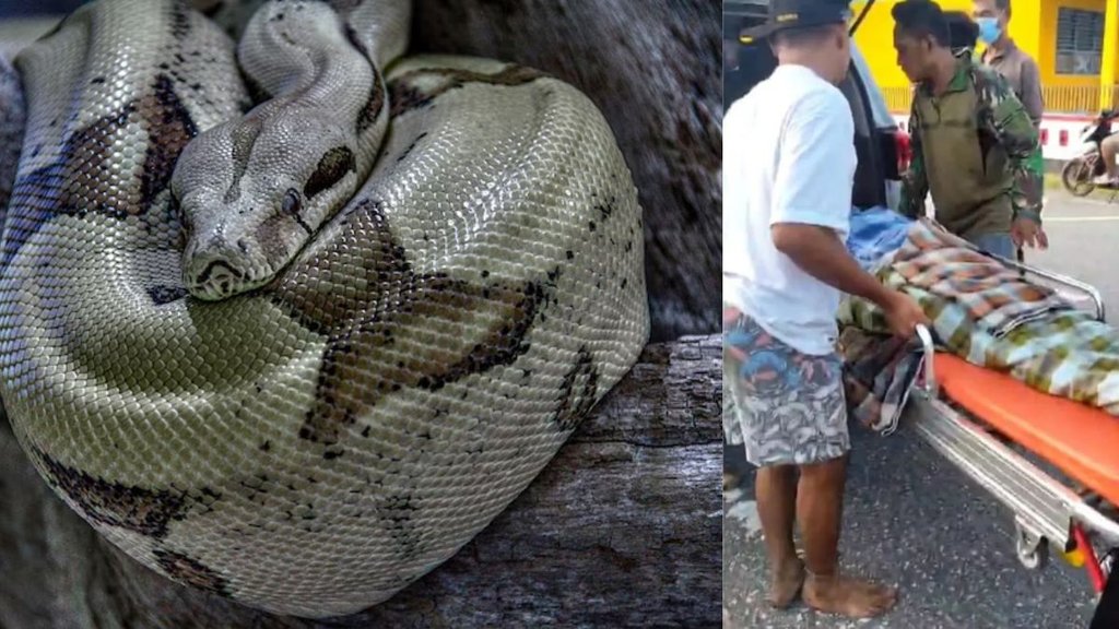 Python swallows Man, 26 foot python swallows old farmer