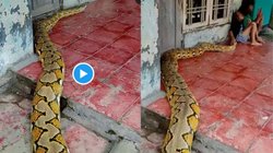 बच्चों के पास पहुंचा इतना बड़ा अजगर, डरने के बदले सांप के सिर पर प्यार से हाथ फेरने लगे लड़के, फिर… देखें वायरल वीडियो