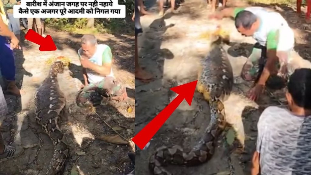 python swallowed young man, python viral video