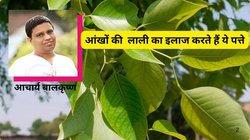 सावन में रोज इन 4 पत्तों को खा लें, पेट की जलन का हो जाएगा इलाज, आचार्य बालकृष्ण ने इसे बताया अमृत