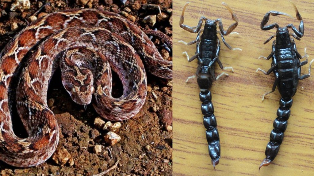 Bichu katne par kya kare | Treatment for scorpion bite | saap katne par kya kare Bichu katne par kya kare | Treatment for scorpion bite | saap katne par kya kare