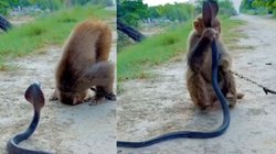 नाग को देखते ही बंदर ने सिर झुकाकर किया प्रणाम और… Viral Video देख लोगों ने कहा- जय भोलेनाथ, जय बजरंगबली, चौंका रहा दृश्य