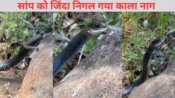 नाग ने सांप का किया शिकार, पल में सर्प को निगल गया जिंदा, कांप जाएगी रूह, कमजोर दिल वाले न देखें ये Viral Video