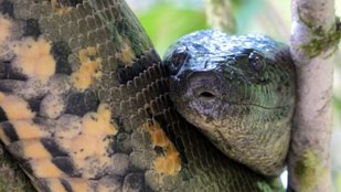 strange animal mating habits | dangerous physical relationship | animals that eat their mates