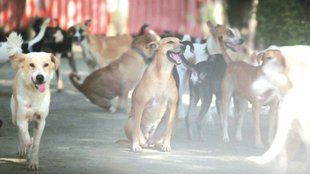 stray dogs