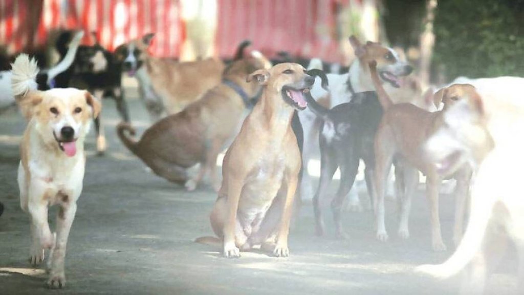 stray dogs