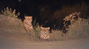 tiger