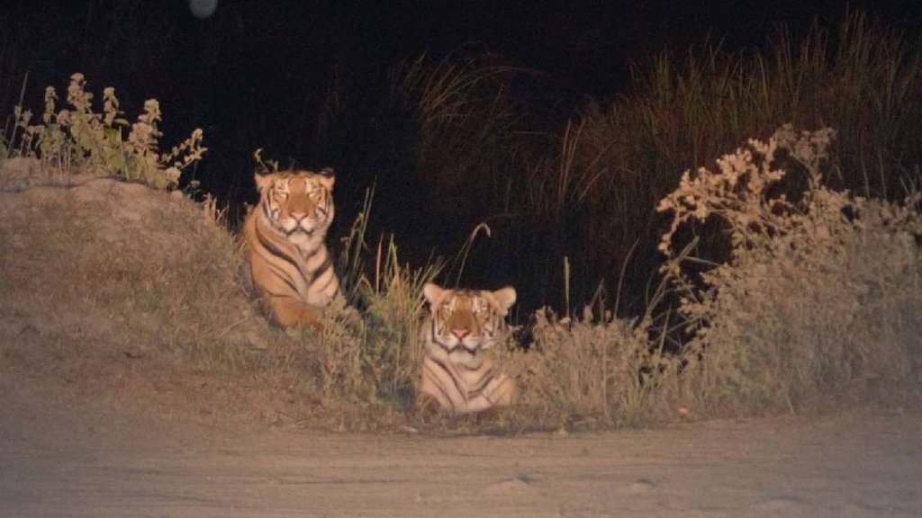 tiger